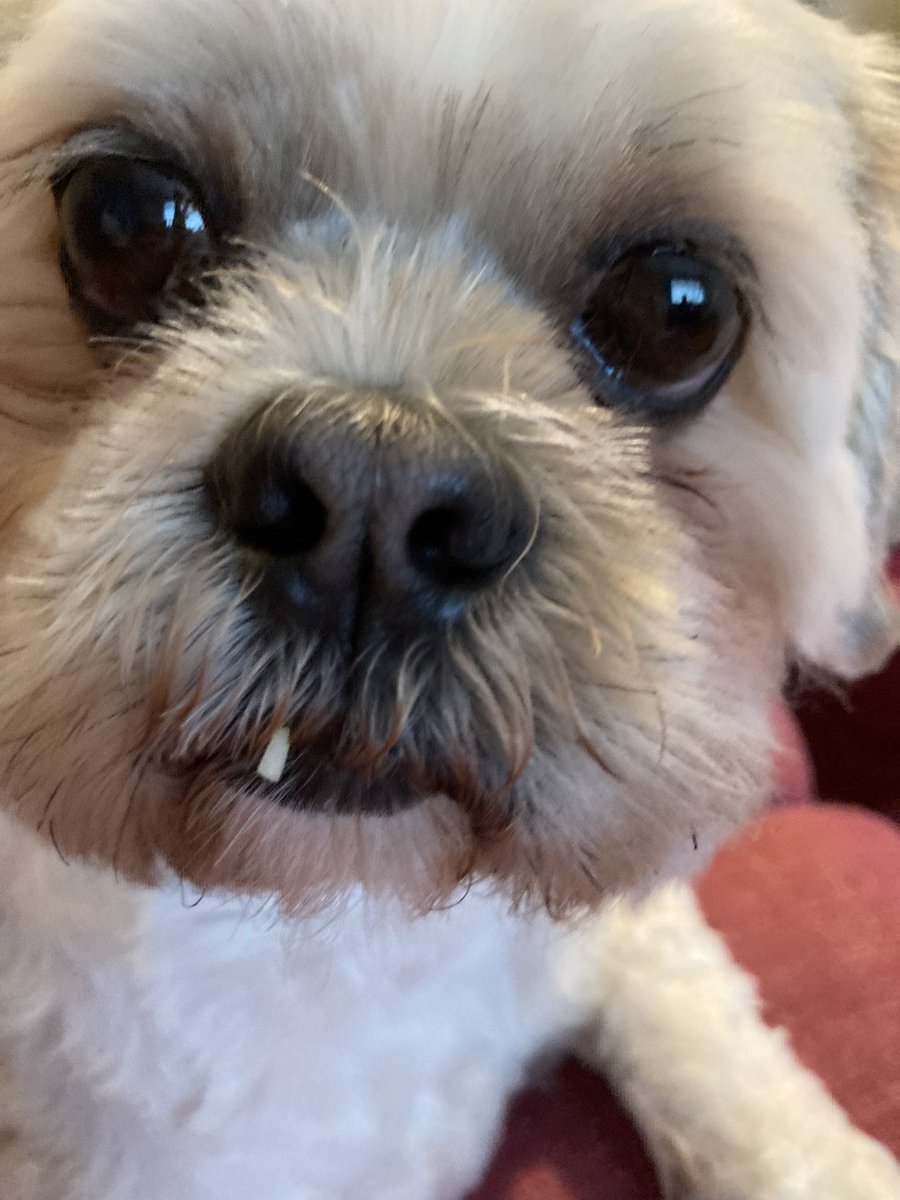 Albatwinma's tweet photo. Chopped a raddish &amp; no he didn’t steal any leftover rice…., #heart #MacVentures #LhasaApso https://t.co/56U6OwInVR
