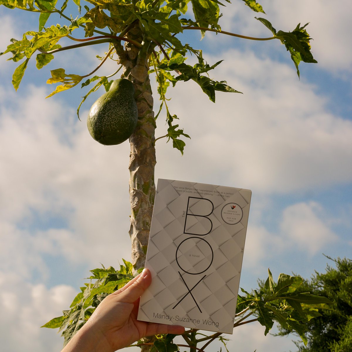 Mandy-Suzanne Wong tweet media