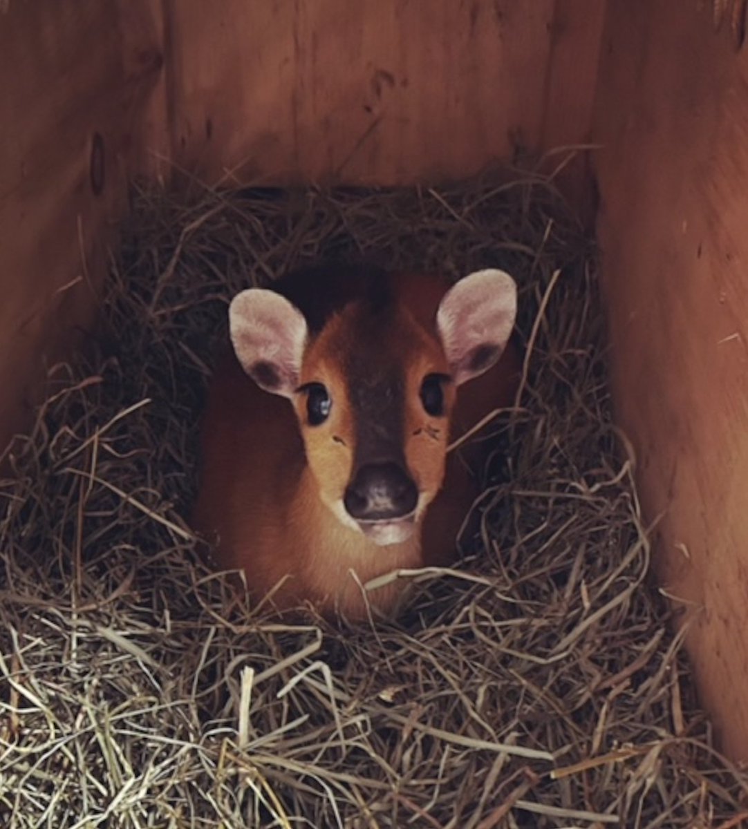 DenverZoo's tweet photo. Meet Biscuit, a one-year-old, red-flanked duiker! She has paired up with Chicken, a six-year-old, red-flanked duiker who moved to DZ earlier this year. Biscuit was initially a bit skittish when she arrived, but after meeting Chicken, she’s calmer &amp; adjusting well to her new home. https://t.co/xIgdZ3OdaK