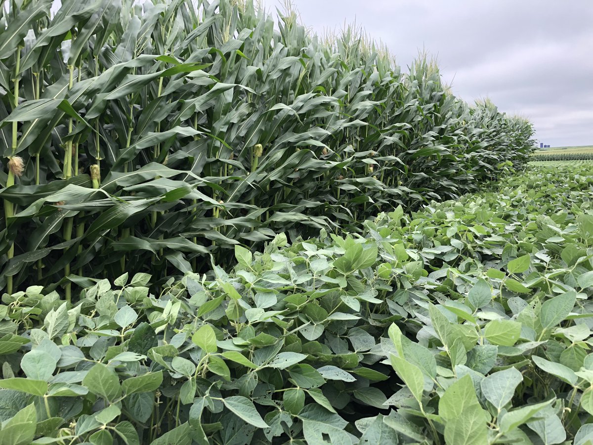 'We believe...smoke conditions observed at the end of June 2023  (vegetative period) had minimum to no impact on crop health and production potential.'

From @SArchontoulis and @marklicht at go.iastate.edu/O3ZMYK

@ISUExtension @ISUCropNews @ISUANR #agtwitter #wildfiresmoke