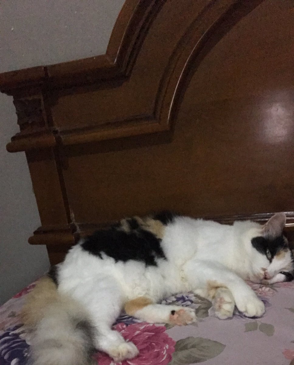 miyongoll's tweet photo. Myo, dimanaa? Tadi mbak barusan keliling nyariin myo lagi😔😔. Pulang kantor mbak keliling lagi yaa https://t.co/XW8QMN2Ruj