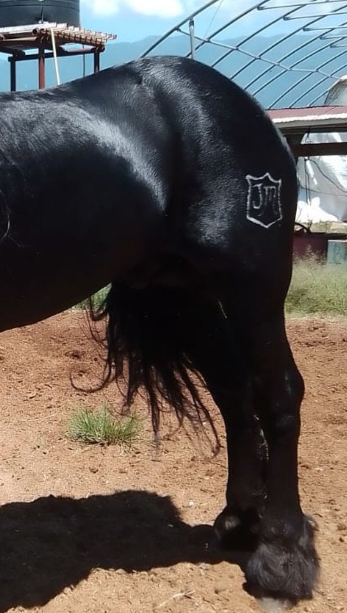 Replica_Tweets's tweet photo. #Oaxaca Recuerdan aquel caballo que fue robado, dónde perdió la vida el velador; pues resulta que @saymipinedav la titular de @SECTUR_GobOax ya lo encontró y lo monto. 
Al parecer @Nino_Morales1 se lo presto
Saquen sus conclusiones
@salomonj @GobOax #guelaguetza 

@DoroteoMorro https://t.co/UrXugy0DrC