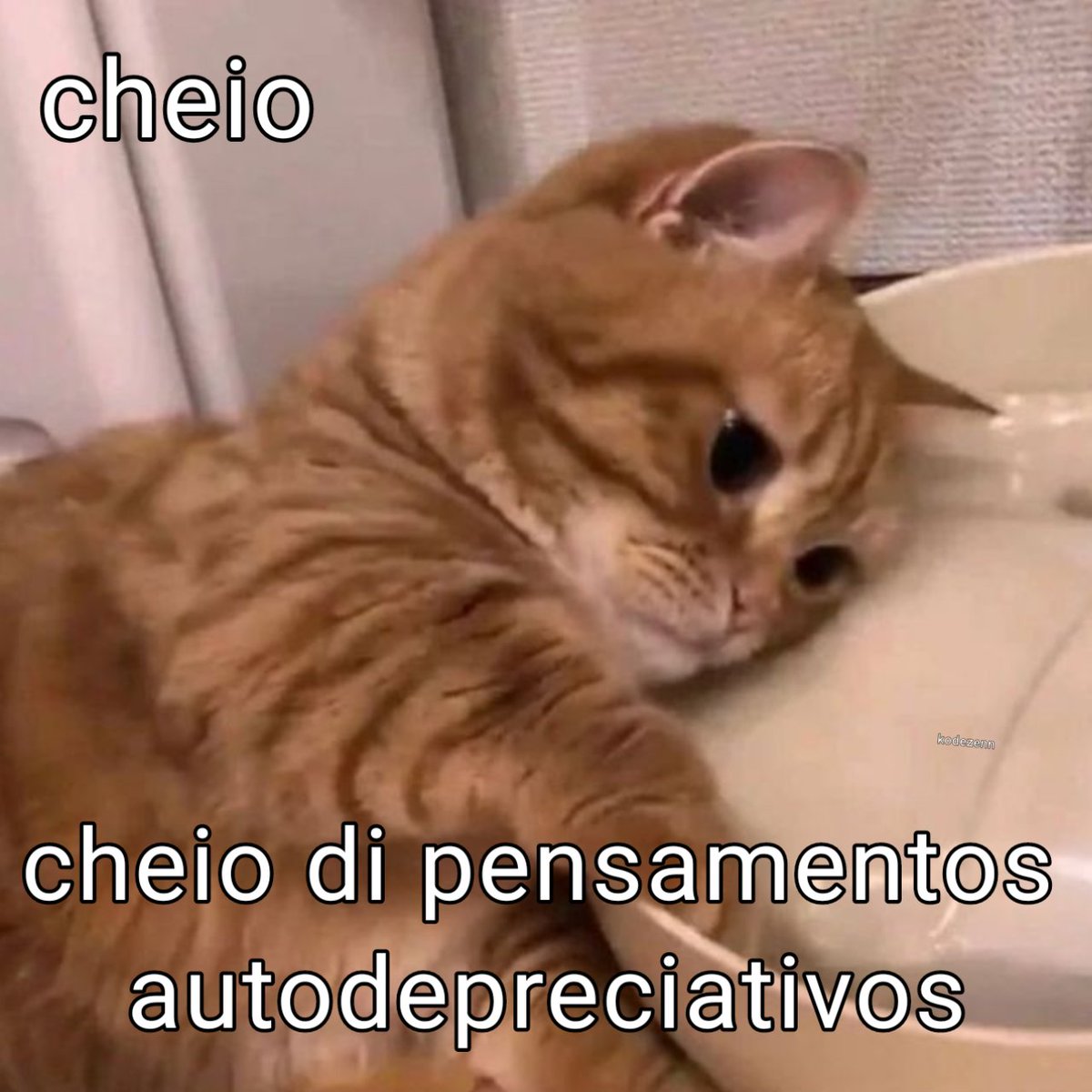 perfil dedicado a gatinhos e peitos (@odeiootaco) on Twitter photo 