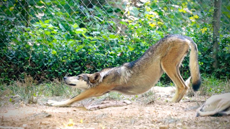 STLWolfCenter's tweet image. If you love #yoga as much as our #wolves do, you won’t miss this special Yoga in the Woods at the EWC on July 31st, held by @YogabuzzSTL.

Spaces are limited, so book now for this event on the last Sunday of each summer month. #stlevents

endangeredwolfcenter.org/yoga/