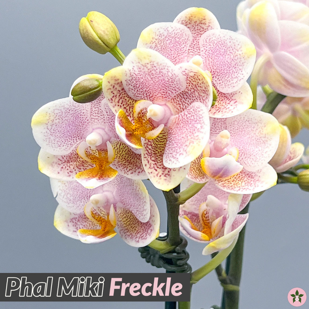Roeorchids's tweet photo. Phal Miki Freckle
Back in stock
#orchids #plantscanada #canadianhouseplants #torontoorchids #torontoplants #torontoplantshop #orchidsofinstagram #orchidsinbloom #orchidslovers #orchidflower #orchidsofcanada #Plantsmakepeoplehappy #plantcollection #exoticplants #exotichouseplants https://t.co/LiFnM8PUpT