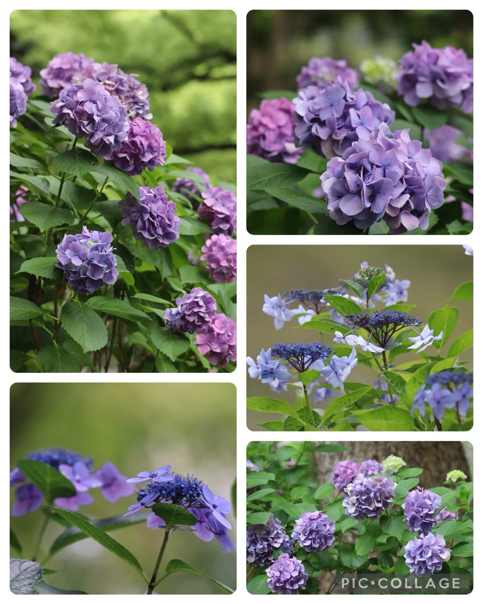 monet_vane's tweet photo. おはようございます

　九州・中国地方では豪雨が
　続いていますね☔️
　被害が甚大にならないよう
　祈るばかりです🙏
　一日でも早くこの状況が
　治まりますように

　名残惜しい紫陽花💠 https://t.co/0kk9qRDPA2