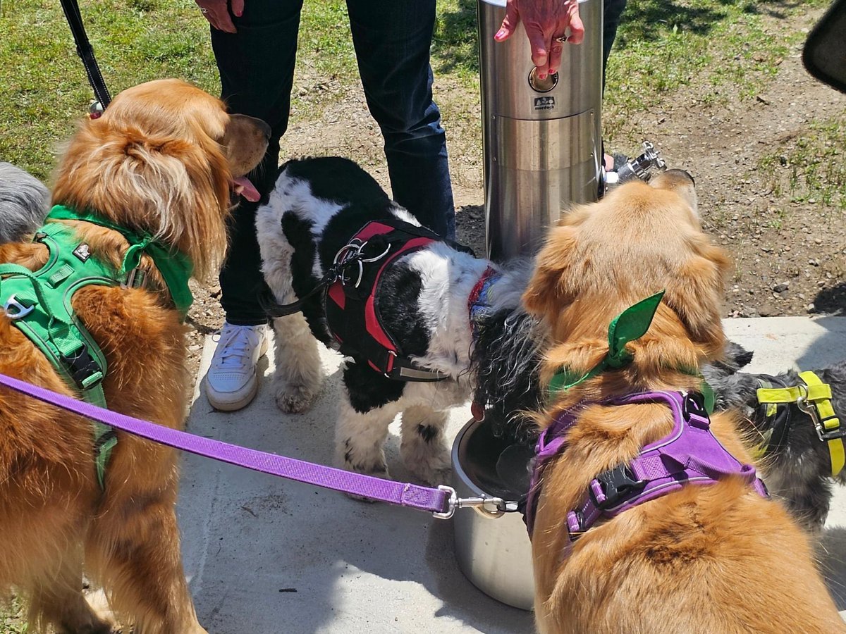 LI-DOG: Long Island Dog Owners Group tweet media