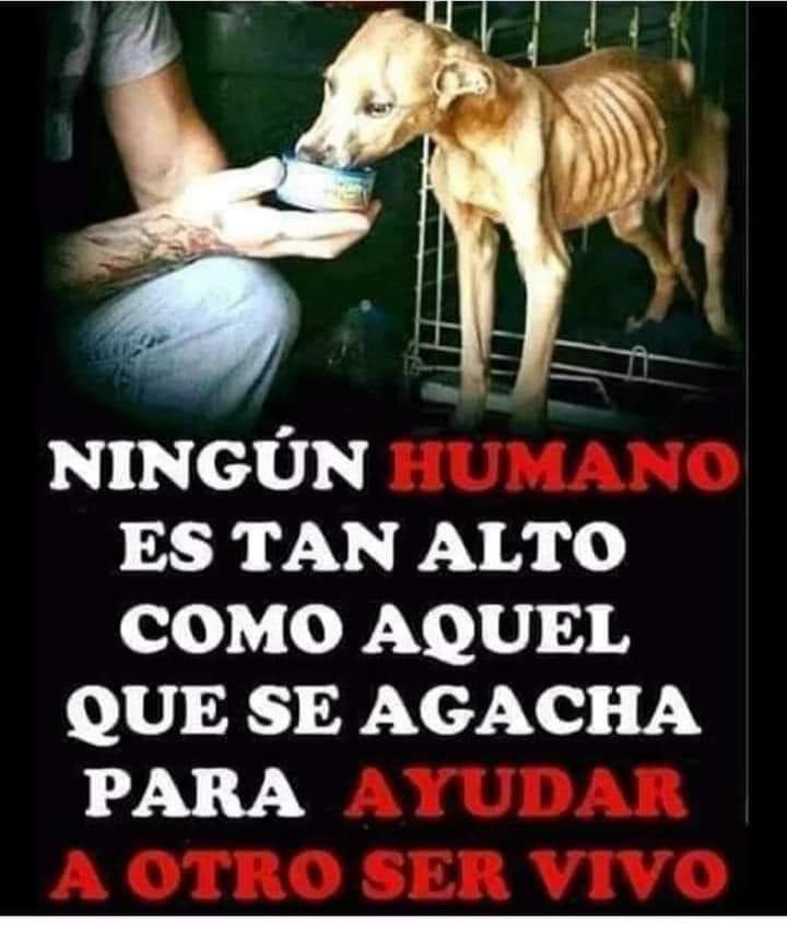 Buenas noches 🐾🐶❤️