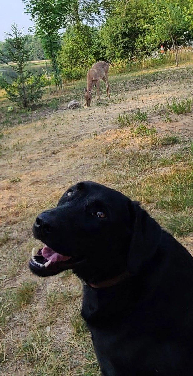 K9 Jubel took some time to relax with friends before a busy week of water leak detection. Oh Deer, back to work!

#K9Jubel #detectiondog #wildlife #water #leakdetection #blackdog