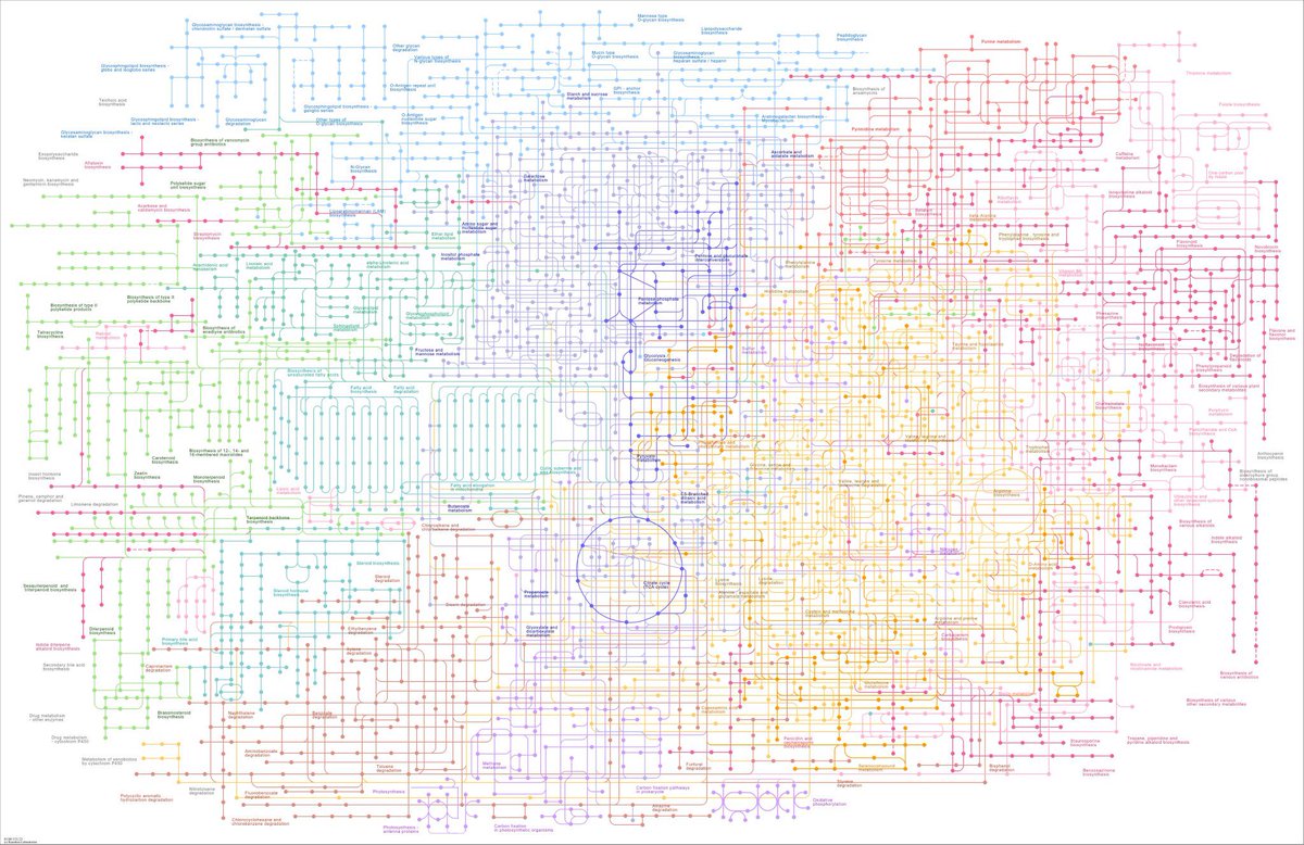 Cada uno de nosotros es un logro de la bioquímica. Nuestras células están compuestas de una amplia variedad de materiales orgánicos, minuciosamente sintetizados y descompuestos cada milisegundo por una red entrelazada de vías metabólicas.
Por ahí andamos.
