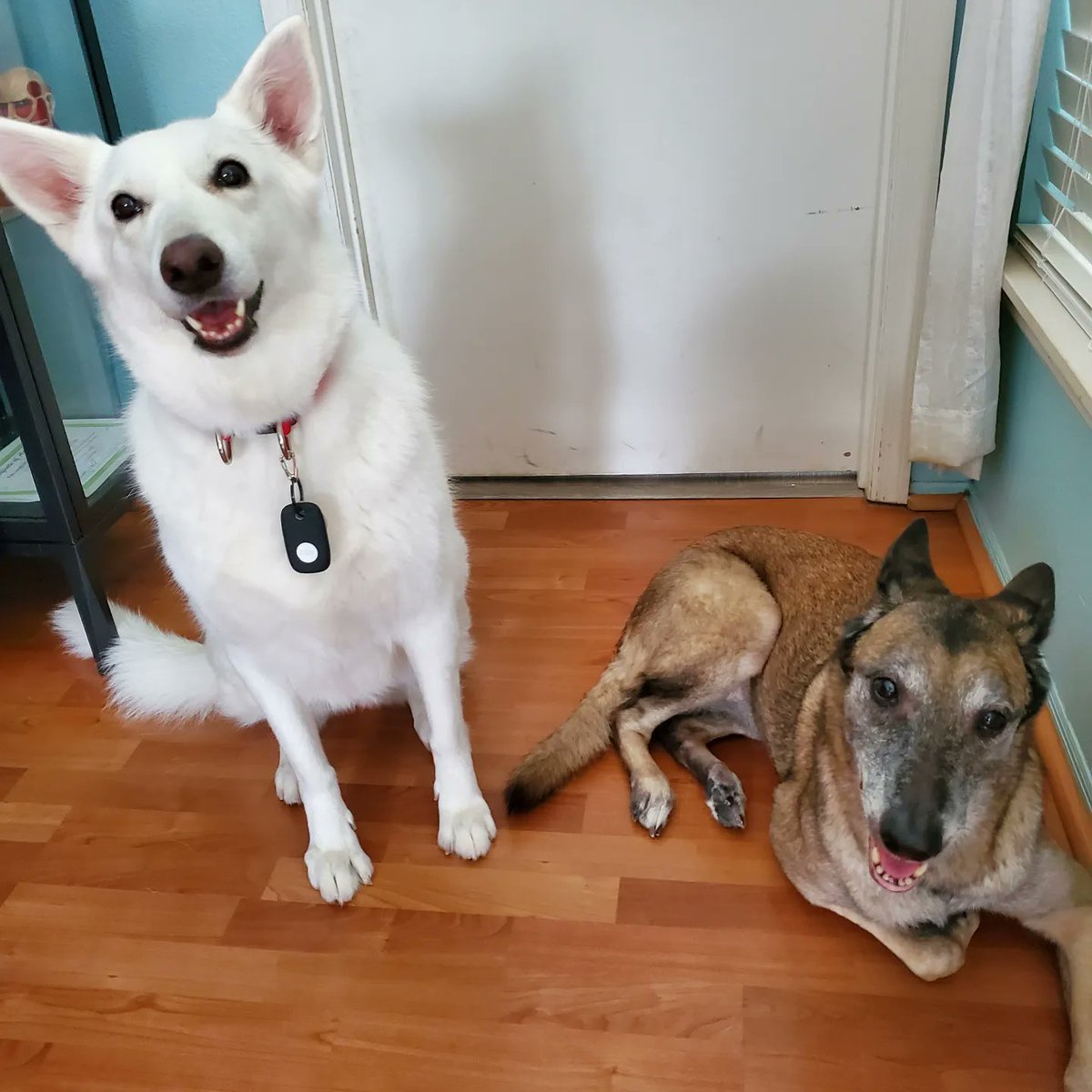 WebbWorks4u's tweet photo. STARRING 🌟 Kitsu and Kira https://t.co/YuowKqJ5n5