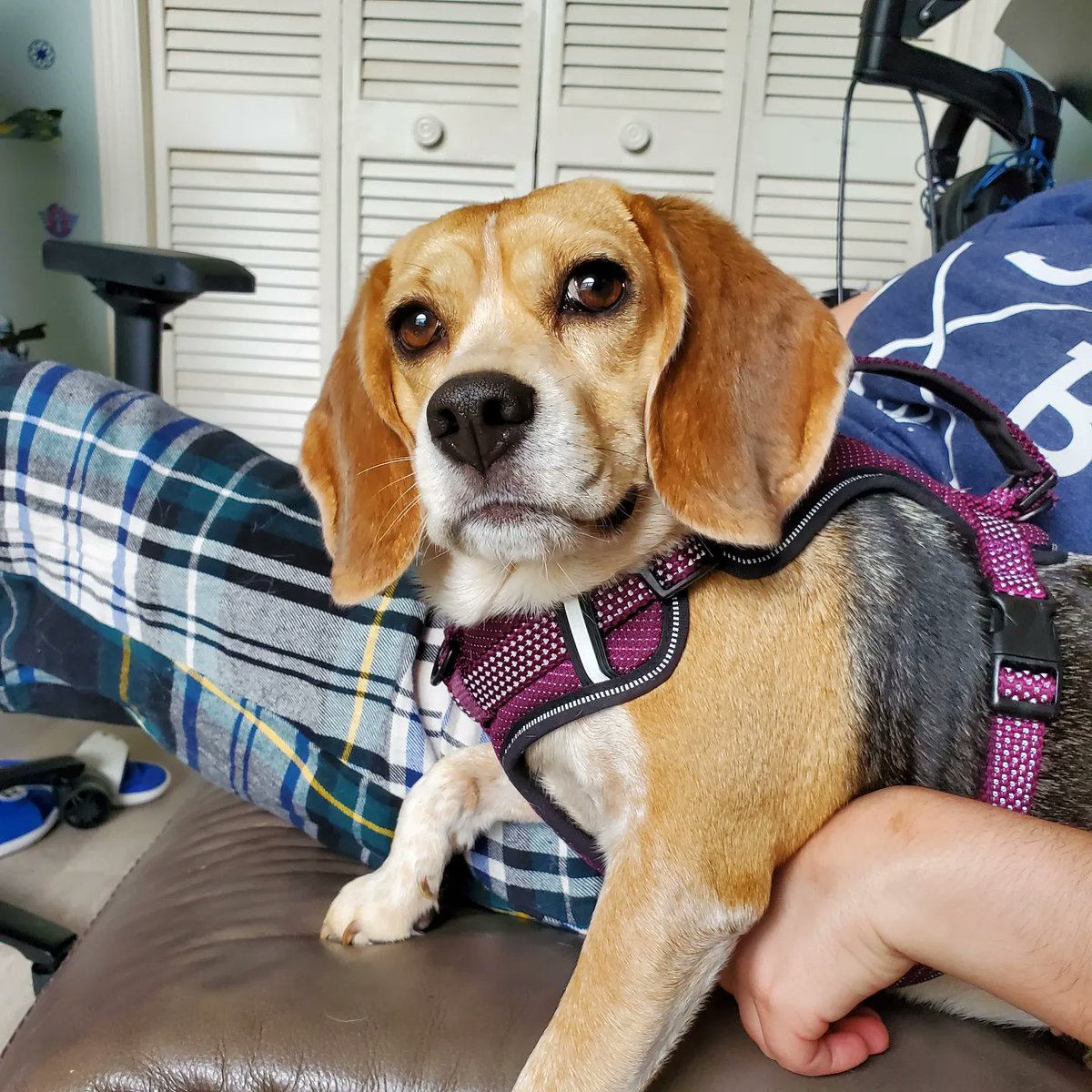 WebbWorks4u's tweet photo. STARRING ⭐️ Lucy Belle https://t.co/kcHC69xbqG