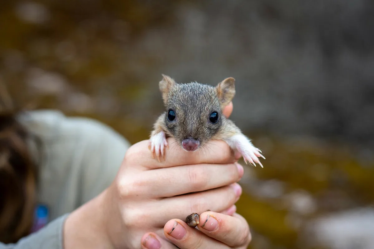 Mammal Monday
Some food for thought in this new Australian research, which suggests that mammals raised in fenced, predator-proof areas may struggle to survive in the wild.

theconversation.com/too-small-and-… 

#wildoz #threatenedspecies 
📷 Dr Raphael Eisenhofer