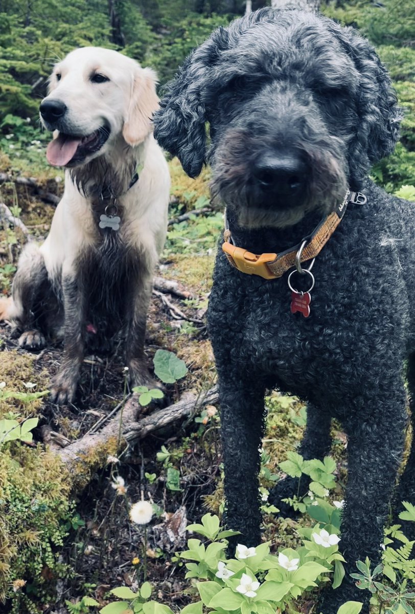 webnewfie's tweet photo. My good boys.  Scooter (9 yr old poodle) and Barley (10 month old Golden Retriever) living their best life. Scooters the sensible one. Barley don’t give a shit. We should live like Barley. https://t.co/GvFmj5gRJD