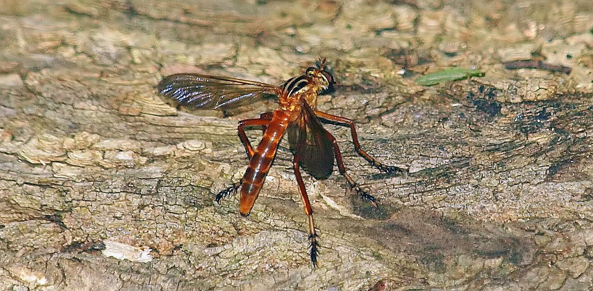 kala61857's tweet photo. Hanging Thief
On a fallen log. Probably looking for a meal. They get their name from their habit of hanging upside down by 1 foot from a twig while they subdue and eat their prey
Hanging Thief Robber Fly (Diogmites neoternatus)
https://t.co/pdAWuLJtxv
#robberflies #CoolBugs https://t.co/RWCE5OqMir
