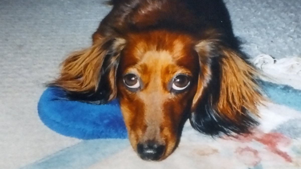 🐶ちゃんを抱っこしながら歩ている飼い主さんに前を歩いていたおばさんが、いきなり「それでも散歩なの？」と。どうして「何か理由があるのかも」と考えずに口をきくのかな😔それ以上聞きたくなかったので「背中に変な虫がついてますよ」と口封じをさせていただきました😶 #秘密結社老犬倶楽部天国支部