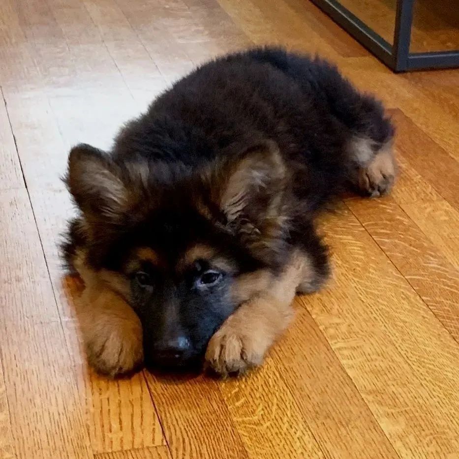 classyhunting's tweet image. This cutie deserves the whole world 🥺 #germanshepherd #gsd #dogsoftwitter