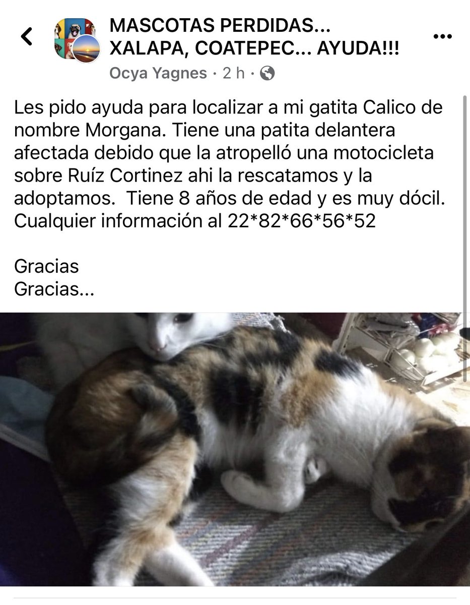 SOS🐱
#Xalapa <a href="/AbelMucino/">Abel Muciño</a> <a href="/PacoDizfinck/">𝗣𝗮𝗰𝗼 𝗗𝗶𝘇𝗳𝗶𝗻𝗰𝗸</a> <a href="/EvaVarona_/">Eva Varona</a> <a href="/pilykuera/">Pily Peregrina</a> <a href="/gaferat1/">Guillermo Agüero Ferat</a> <a href="/aasullegna/">Angie Triaz🙏🏽</a> <a href="/VialidadXalapa/">Vialidad Xalapa 🚦 VX 🌎</a> <a href="/RoxanaAAT/">Feto de PicaFresa🍓</a> <a href="/mayteponm/">Mayte P.</a> <a href="/mageba04/">Gina alarcon</a> <a href="/anicienta_6/">Ana Pelaez</a> <a href="/daliaperezc/">Dalia Pérez</a> <a href="/tierraverde1943/">ℓια ₊˚.༄ *ﾟ🌱</a> <a href="/rociosaiz/">Rocio Saiz</a> <a href="/sara_juarez/">saraliz</a> <a href="/gabyhvictoria/">gabriela hernandez v</a> <a href="/marydebeck/">Maryde</a> <a href="/sandysiux/">Sandy Colunga</a> <a href="/penelopemoncayo/">Penélope Moncayo.</a> <a href="/Mtra_Shaira/">Shaira</a> <a href="/Ydlan/">Naldy Patricia</a> RT