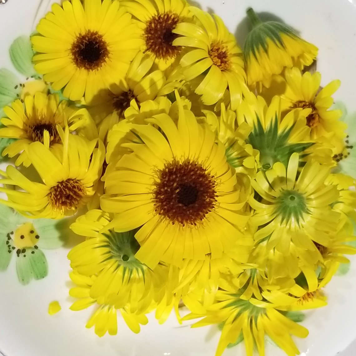 Beautiful calendula flowers we grow to make our own infused oil for use in our calendula lotion bars. #makermonday