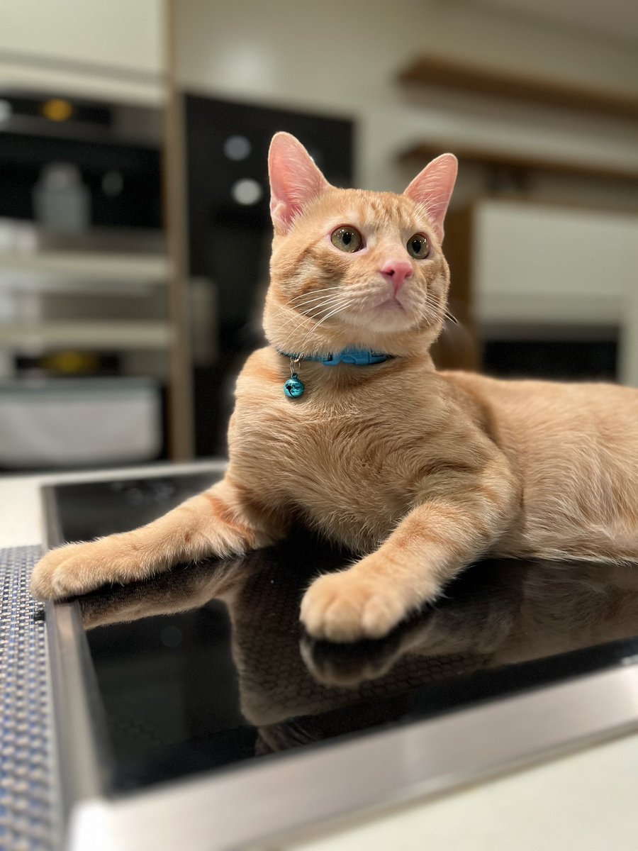 Good morning. This is me now. Found a favorite spot in the kitchen. My mom’s cook top 😽 ~ Naia 🤍