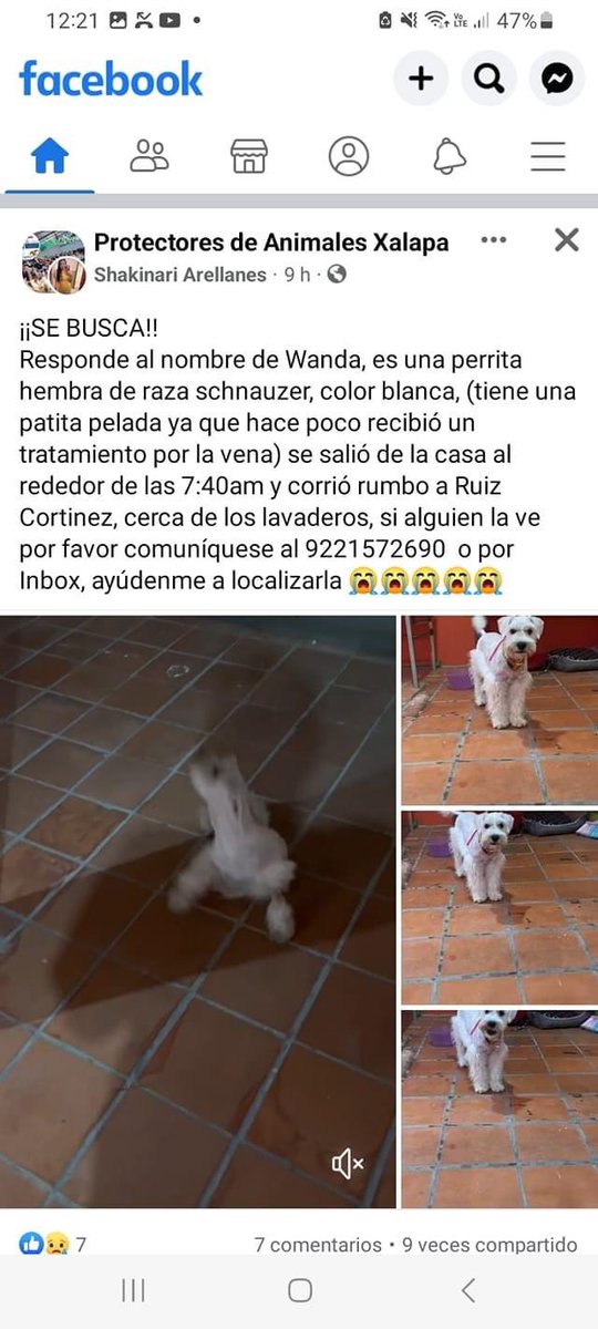 SOS🐶
#Xalapa <a href="/AbelMucino/">Abel Muciño</a> <a href="/PacoDizfinck/">𝗣𝗮𝗰𝗼 𝗗𝗶𝘇𝗳𝗶𝗻𝗰𝗸</a> <a href="/EvaVarona_/">Eva Varona</a> <a href="/pilykuera/">Pily Peregrina</a> <a href="/gaferat1/">Guillermo Agüero Ferat</a> <a href="/aasullegna/">Angie Triaz🙏🏽</a> <a href="/VialidadXalapa/">Vialidad Xalapa 🚦 VX 🌎</a> <a href="/RoxanaAAT/">Feto de PicaFresa🍓</a> <a href="/mayteponm/">Mayte P.</a> <a href="/mageba04/">Gina alarcon</a> <a href="/anicienta_6/">Ana Pelaez</a> <a href="/daliaperezc/">Dalia Pérez</a> <a href="/tierraverde1943/">ℓια ₊˚.༄ *ﾟ🌱</a> <a href="/rociosaiz/">Rocio Saiz</a> <a href="/sara_juarez/">saraliz</a> <a href="/gabyhvictoria/">gabriela hernandez v</a> <a href="/marydebeck/">Maryde</a> <a href="/sandysiux/">Sandy Colunga</a> <a href="/penelopemoncayo/">Penélope Moncayo.</a> <a href="/Mtra_Shaira/">Shaira</a> <a href="/Ydlan/">Naldy Patricia</a> RT