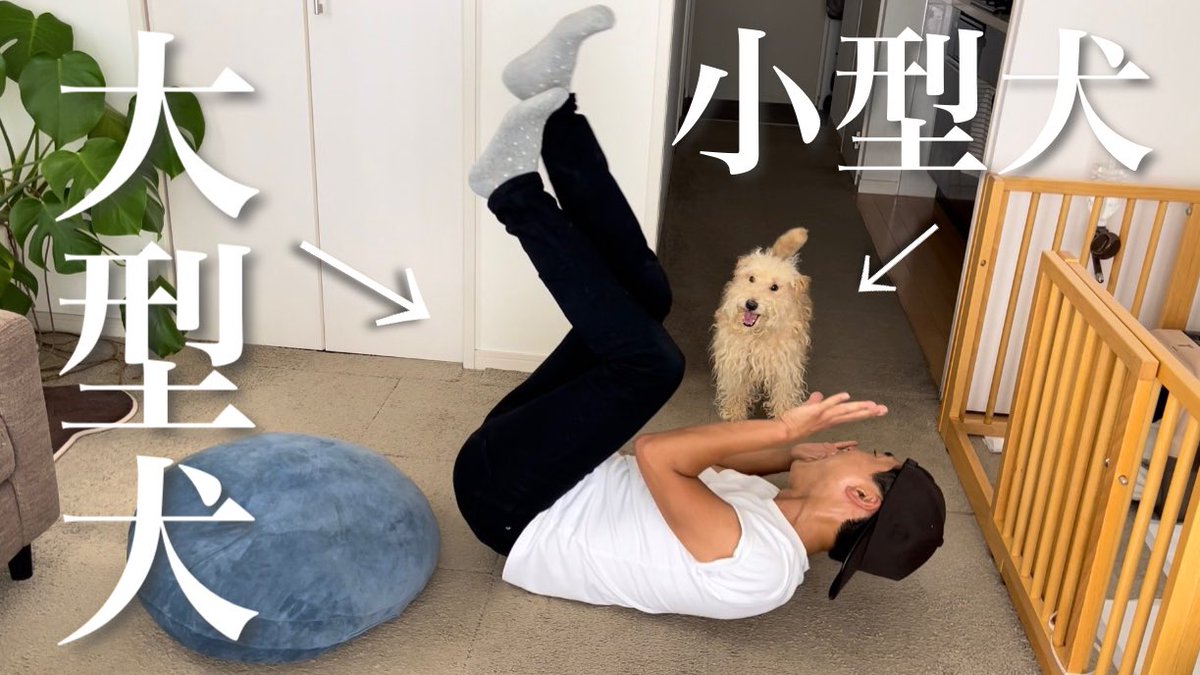 daichiwanwan's tweet photo. 大型犬と小型犬の日常😆🐶✌️🍀
⬇︎⬇︎動画はコチラ⬇︎⬇︎
https://t.co/Gb3Bl6b7JH

#犬との暮らし #犬系男子 #犬との生活 https://t.co/AZrGJw0R04