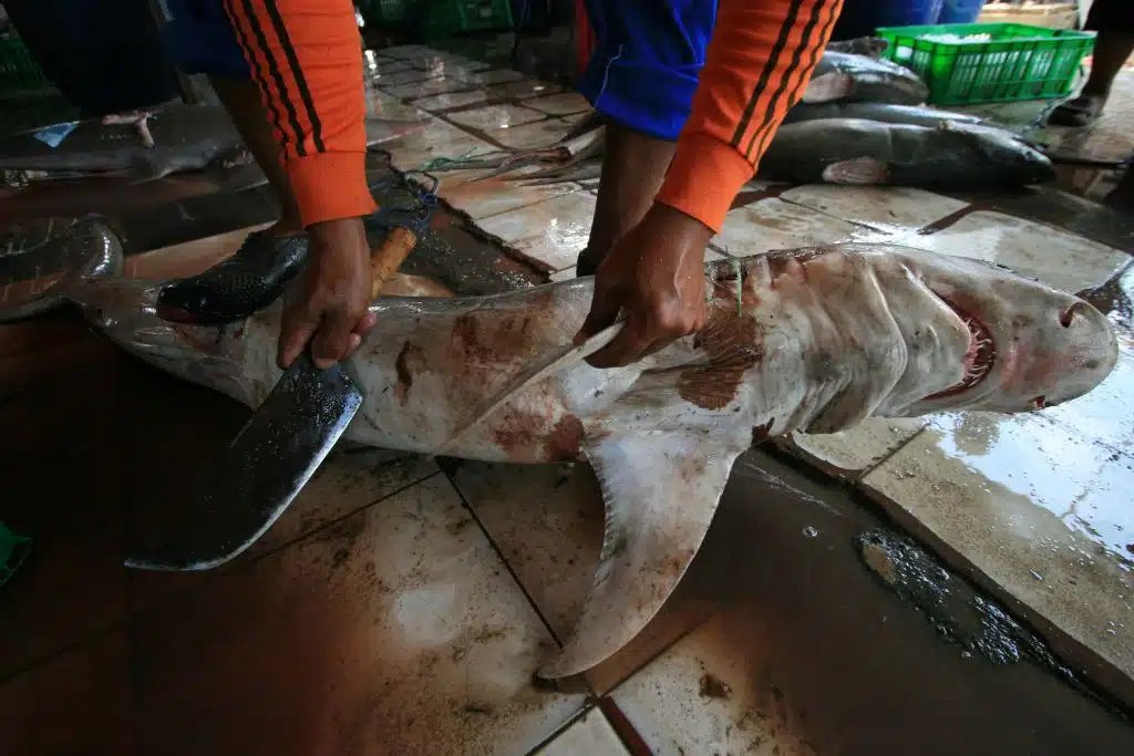 GO GREEN On Twitter "Since 1970, Global Populations Of Sharks 