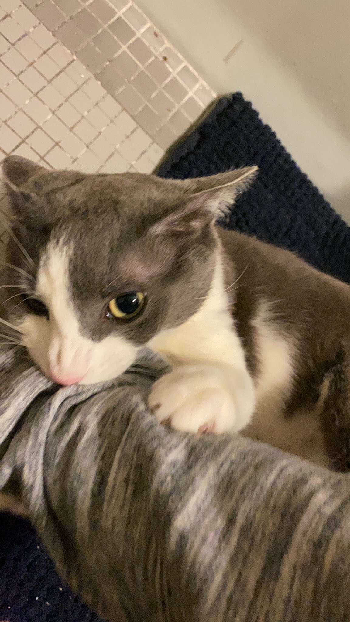 soggy cat on Twitter: "me when i see a pleasant looking steak https://t ...