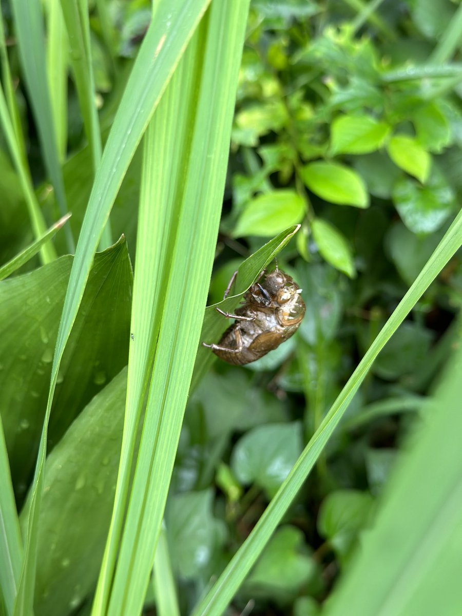 877lima's tweet image. リマです（╹◡╹）
おはようございます。

大阪はまだ梅雨明け宣言もないですが、暑くてセミも出てきちゃいました(°▽°)

バナナカステラやスティックケーキは冷凍庫や冷蔵庫で冷やしても美味しく召し上がっていただけます。
暑い夏の朝ごはんに、どうぞ試してみてください。