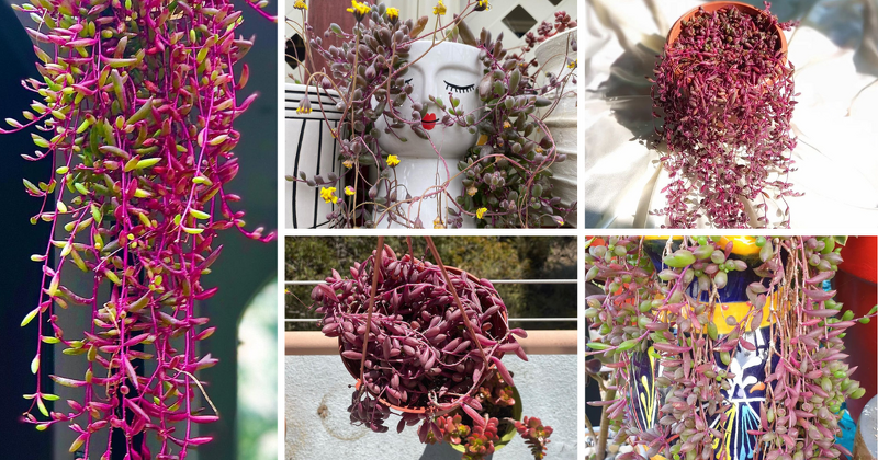 Introduction To Ruby Necklace Succulent

The world of succulents is a broad and varied one, and one gemstone among them is the ruby necklace succulent, or Othonna capensis. In the following sections, we'll discuss everything you need to know about this

asucculent.com/unveiling-the-…