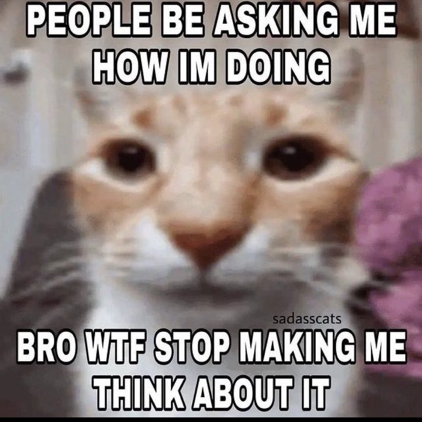 chaoticcatpics's tweet image. 