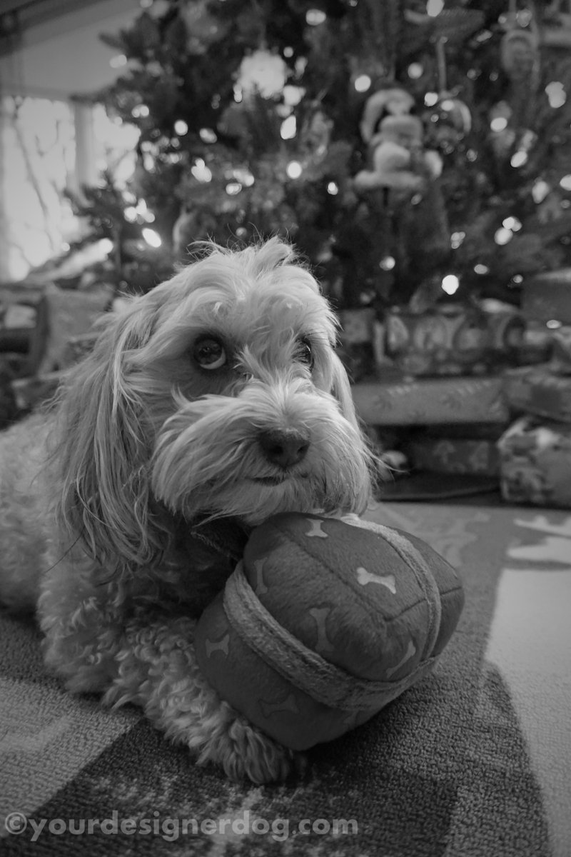 MY Present – No Touching! is.gd/3H4i9l #blackandwhite #blackandwhitephotography #blog #christmas #christmaspresents