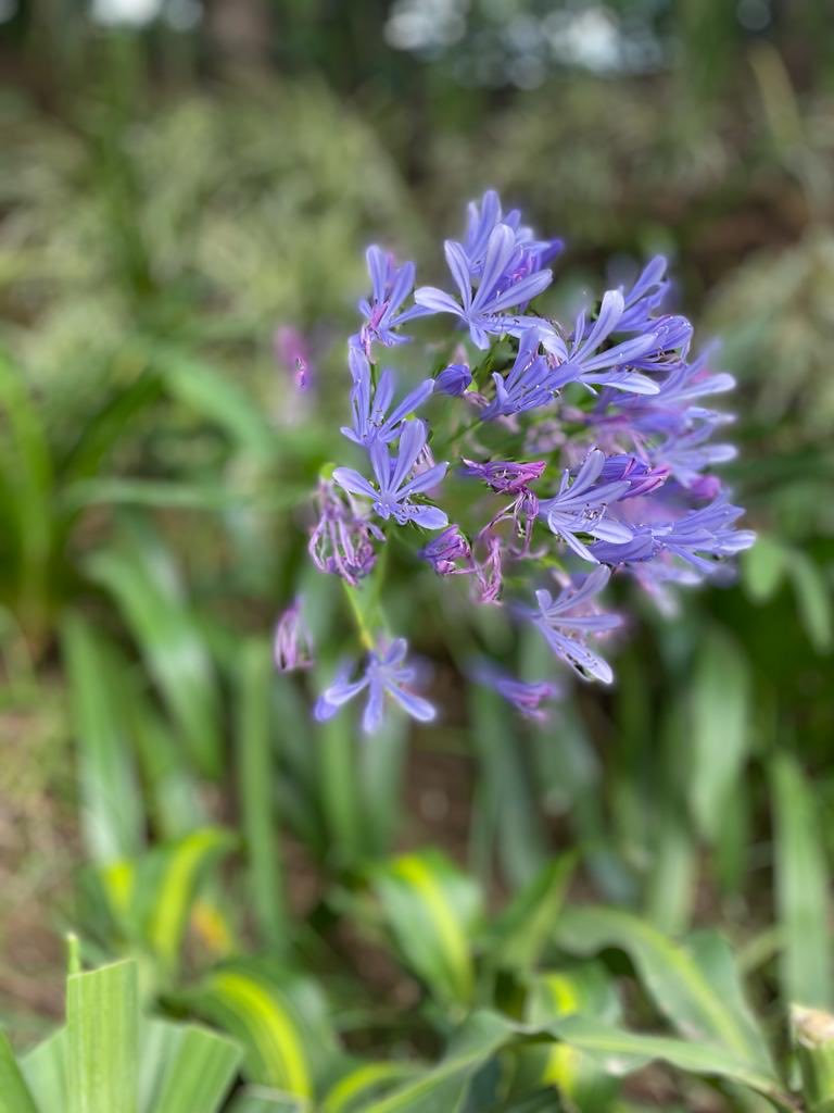 Ellashe6's tweet photo. Purples https://t.co/mRordpJdYt