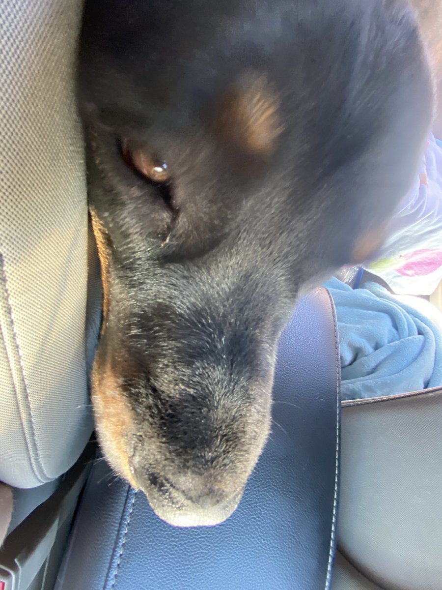 Sdeyoung1's tweet photo. Georgie completely knackered. This big boy is sore from all the running. He may have a bigger stride than BeBe but the baby just can't hang. #BigBoyIsSore #achy https://t.co/FQS35lQqzz