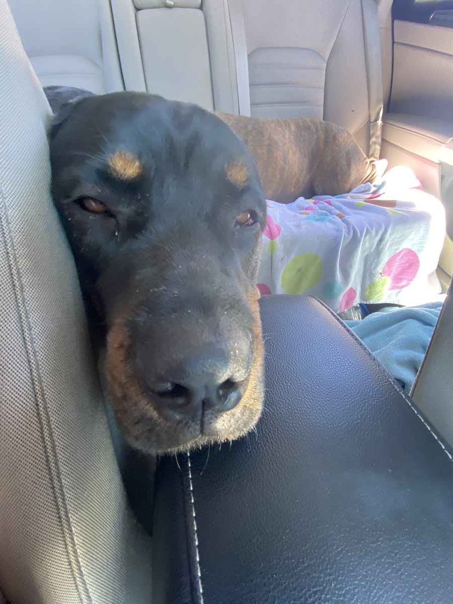 Sdeyoung1's tweet photo. Georgie completely knackered. This big boy is sore from all the running. He may have a bigger stride than BeBe but the baby just can't hang. #BigBoyIsSore #achy https://t.co/FQS35lQqzz