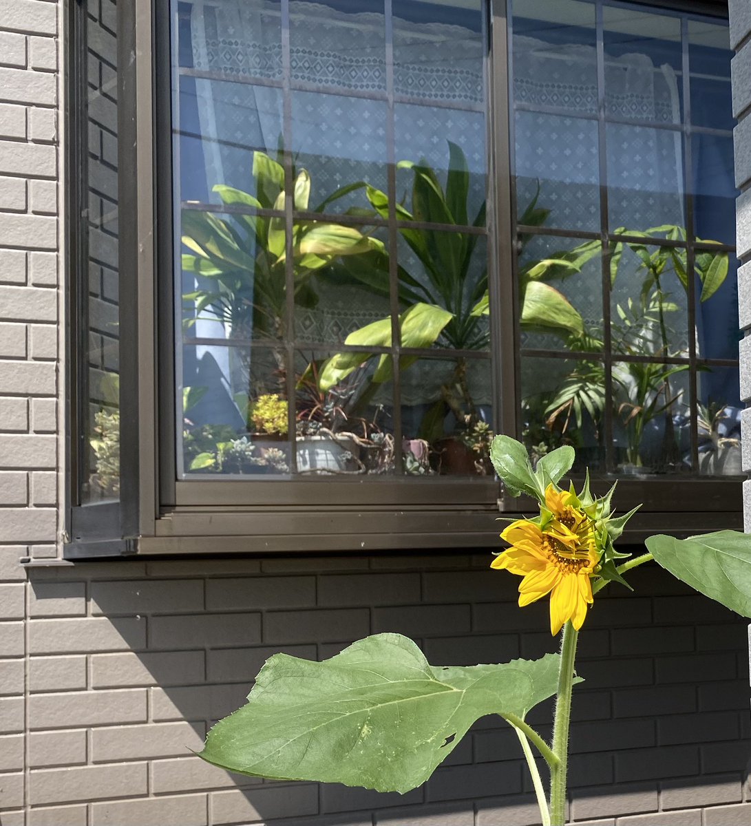 #出窓ガーデニング  #出窓グリーン  #ひまわり　#baywindowhome  #baywindow  #sunflowers