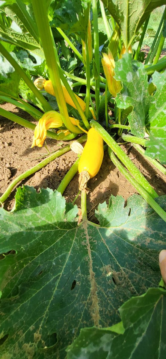 19bigsister72's tweet photo. Been trying to grow something new in the garden for the last few years. This year, it's a yellow Zucchini called #GoldRushZucchini. So delish! #Gardening #GrowSomething #BecauseFood https://t.co/xJ5qIHtAZf
