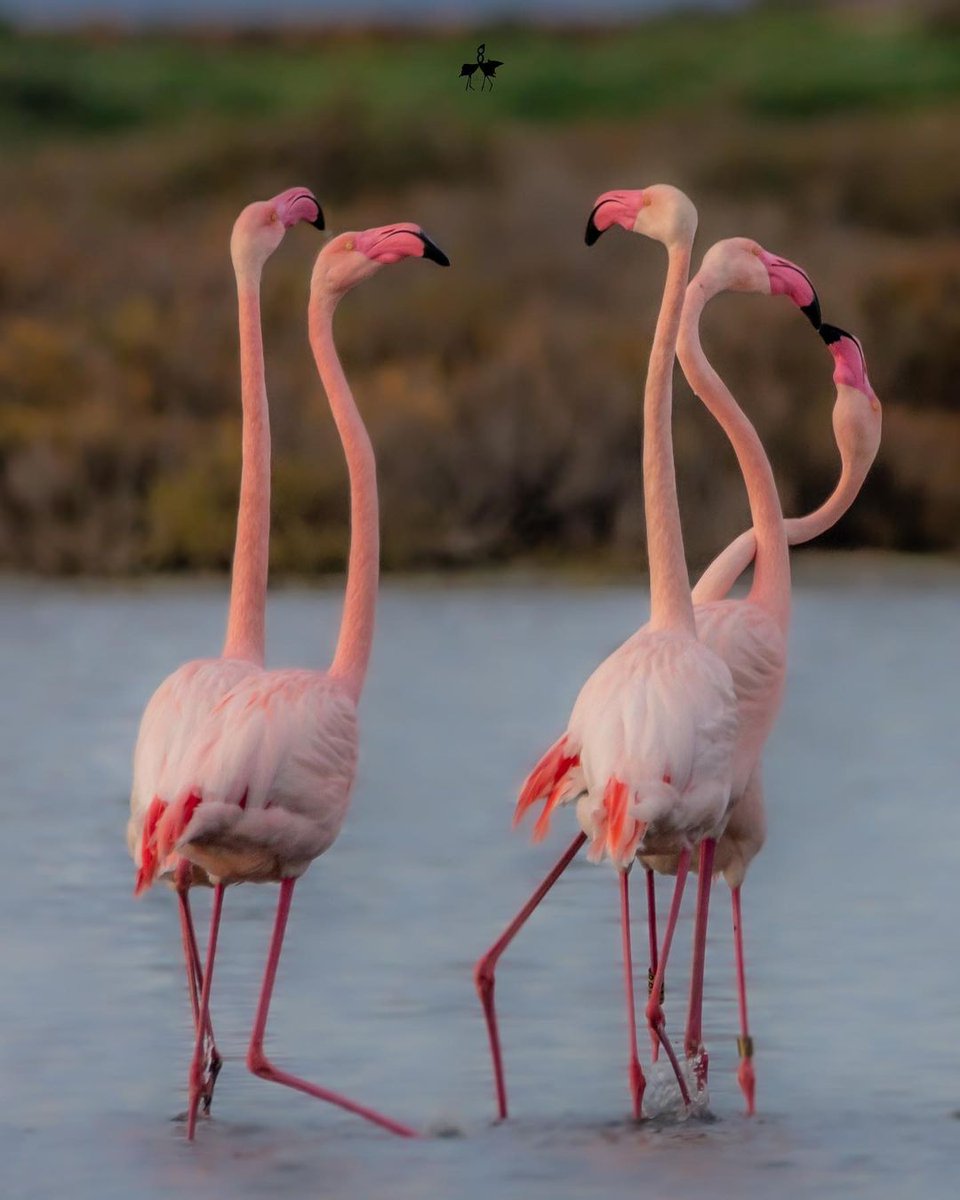 postal_45's tweet photo. Flamingo - Long time no see, give you a fiery greeting📷
.
.
.
.
.
.
#sardegna_reporter #sardegna_illife #nature #canon#birdwatching #flamingos #canonphotography #igitaly #sosbattormorossardegna #traveling_sardegna #photography #new_photosardegna #bird #focussardegna #wild https://t.co/xVrN27MadE