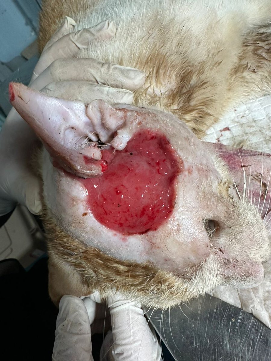 Fida_azlan's tweet photo. Semalam ade post mintak donation untuk rawatan stray cat, lepastu admin group tu mintak ic photocopy aku untuk dia punya simpanan. Katanya nak elak scammer. Tak, kau ni nak mintak ic aku, silap2 kau guna untuk scam orang. Kucing dah teruk, aku siap up quotation dari vet kot. https://t.co/iW6s9I2gxV