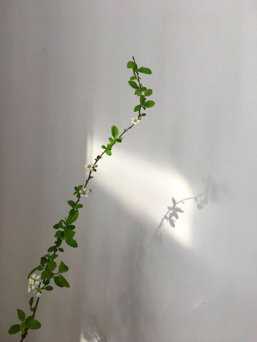 good morning i am a romantic