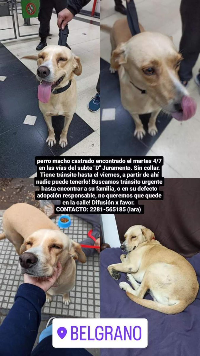 Tabyta201's tweet photo. 🚨❤ESTE ES EL PERRITO ENCONTRADO EN LAS VÍAS DEL SUBTE D JURAMENTO. NECESITA TRÁNSITO URGENTE NO SÉ QUÉ HACER! SI SABEN DE ALGUIEN Q PUEDA RECIBIRLO MAÑANA O ALGUN REFUGIO ALGO PORQUE NO QUIERO DEJARLO EN LA CALLE Y EN MI CASA NO PUEDE ESTAR! AYUDA POR FAVOR 
2281-565185 https://t.co/P08LGB443P