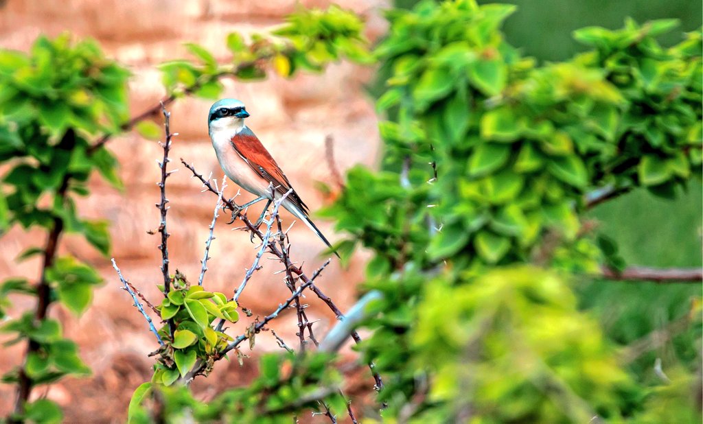 Tareeq Iqbal Mohammed (@tareeqiqbalmohd) on Twitter photo Are you on the lookout for me.
Red-backed shrike
#Kuwait <a href="/kuwaittimesnews/">KUWAIT TIMES</a>
<a href="/thetimesq8/">The Times Kuwait</a> <a href="/Alshaheedpark/">Al Shaheed Park</a>
@natgeowild <a href="/NatGeoPhotos/">Nat Geo Photography</a>
<a href="/IndiAves/">IndiAves</a>
<a href="/Lightroom/">Adobe Lightroom</a>
<a href="/NatureattheBest/">Nature at the Best</a>
<a href="/naturelovers/">Nature Lovers</a> <a href="/climactivist/">Climactivist</a>
<a href="/Britnatureguide/">The British Nature Guide</a>
<a href="/ThePhotoHour/">#ThePhotoHour</a>
<a href="/DavidMariposa1/">David</a>
<a href="/a_london_pigeon/">a_london_pigeon</a> <a href="/stormcabbirds/">stormcabbirds</a>
<a href="/Avibase/">Avibase (Denis Lepage)</a> Are you on the lookout for me.
Red-backed shrike
#Kuwait <a href="/kuwaittimesnews/">KUWAIT TIMES</a>
<a href="/thetimesq8/">The Times Kuwait</a> <a href="/Alshaheedpark/">Al Shaheed Park</a>
@natgeowild <a href="/NatGeoPhotos/">Nat Geo Photography</a>
<a href="/IndiAves/">IndiAves</a>
<a href="/Lightroom/">Adobe Lightroom</a>
<a href="/NatureattheBest/">Nature at the Best</a>
<a href="/naturelovers/">Nature Lovers</a> <a href="/climactivist/">Climactivist</a>
<a href="/Britnatureguide/">The British Nature Guide</a>
<a href="/ThePhotoHour/">#ThePhotoHour</a>
<a href="/DavidMariposa1/">David</a>
<a href="/a_london_pigeon/">a_london_pigeon</a> <a href="/stormcabbirds/">stormcabbirds</a>
<a href="/Avibase/">Avibase (Denis Lepage)</a>