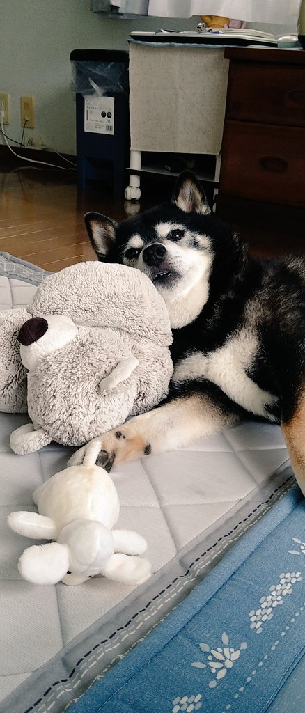 おはようございます⛅
さっき迄、振り回して遊んでいたお友達を今度は枕にしてリラックスするおじさん犬💦💦🤣
#頑張るおじさん犬
#大好きなぬいぐるみ
#遊び疲れちゃた柴犬