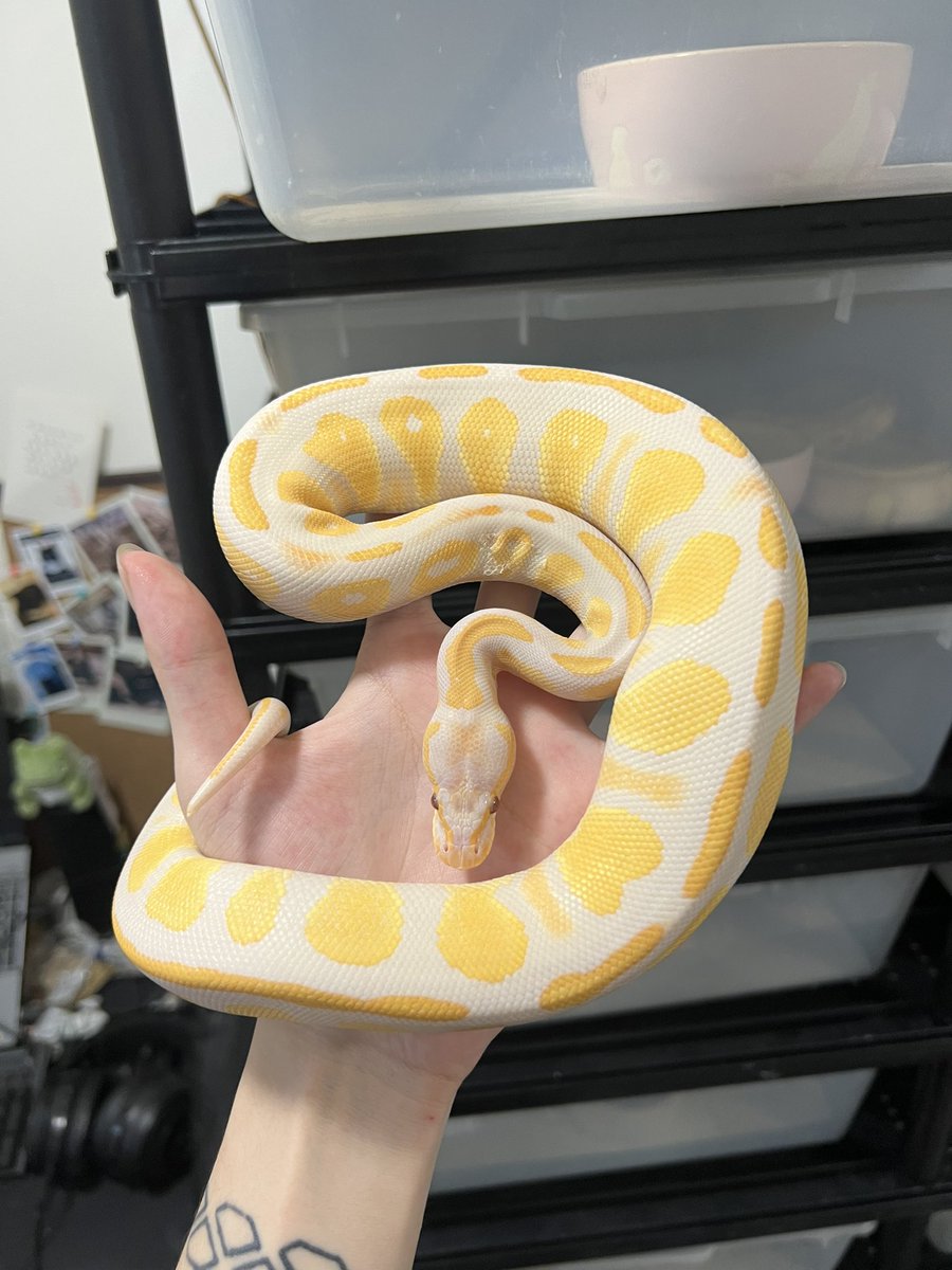 itatiyanaryou's tweet photo. 今日は大掃除だ
#ballpython 
#ボールパイソン https://t.co/mEKpk2EiPK