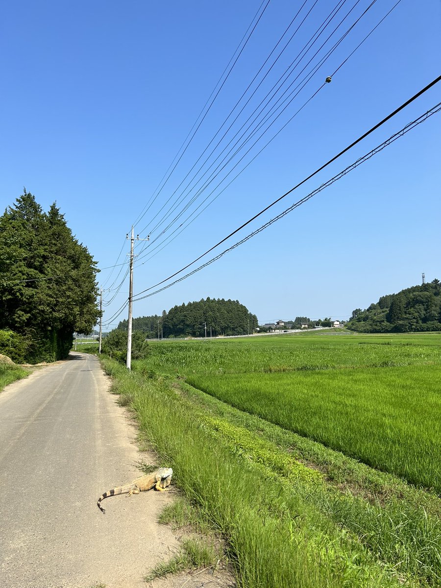 syr_nsym's tweet photo. 田舎走ってたらこれ居たんですけどイグアナ？ https://t.co/PTYPC0DE3Q