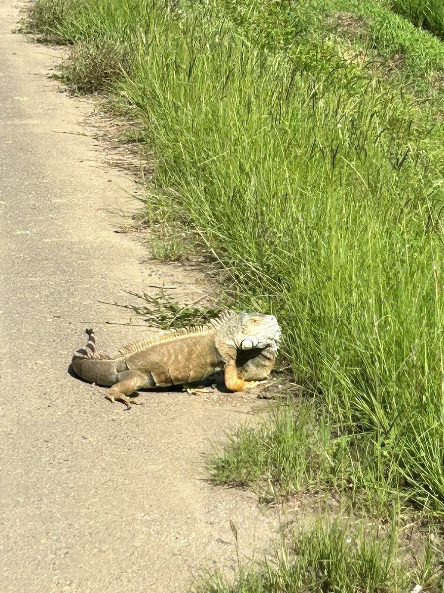 syr_nsym's tweet photo. 田舎走ってたらこれ居たんですけどイグアナ？ https://t.co/PTYPC0DE3Q