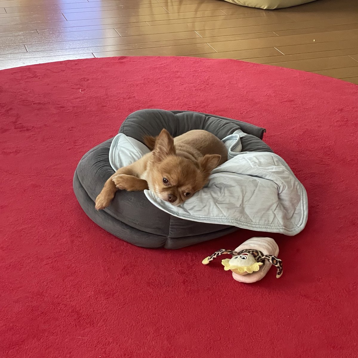 今日可愛い https://t.co/BTF7NdwfIh