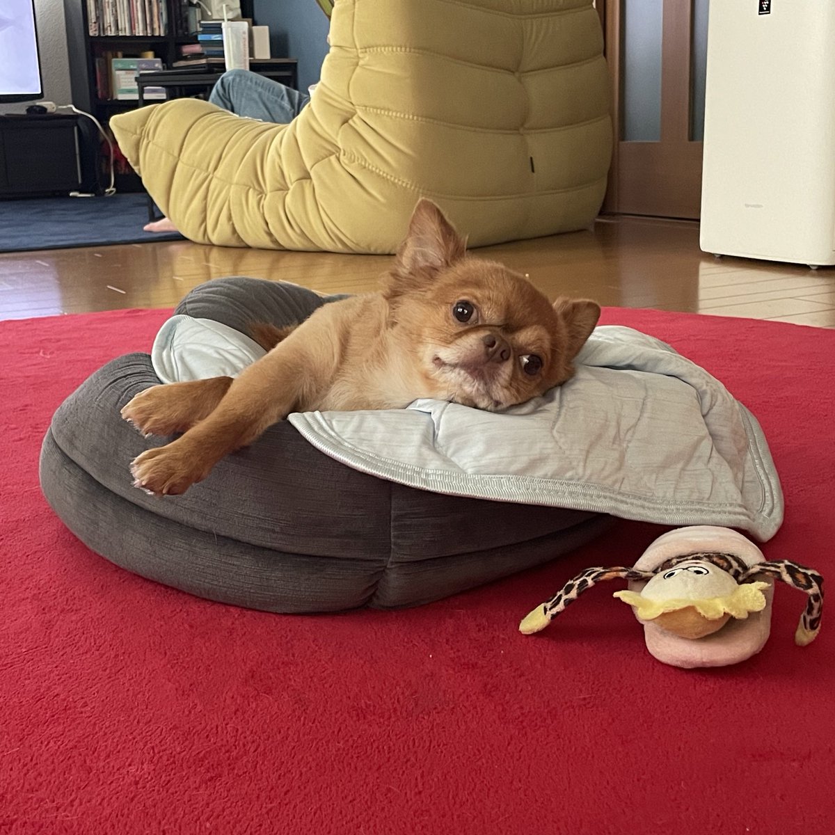 今日可愛い https://t.co/BTF7NdwfIh