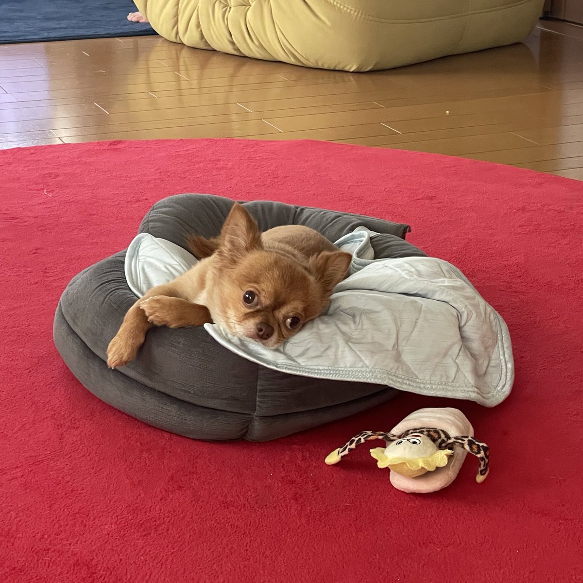 今日可愛い https://t.co/BTF7NdwfIh