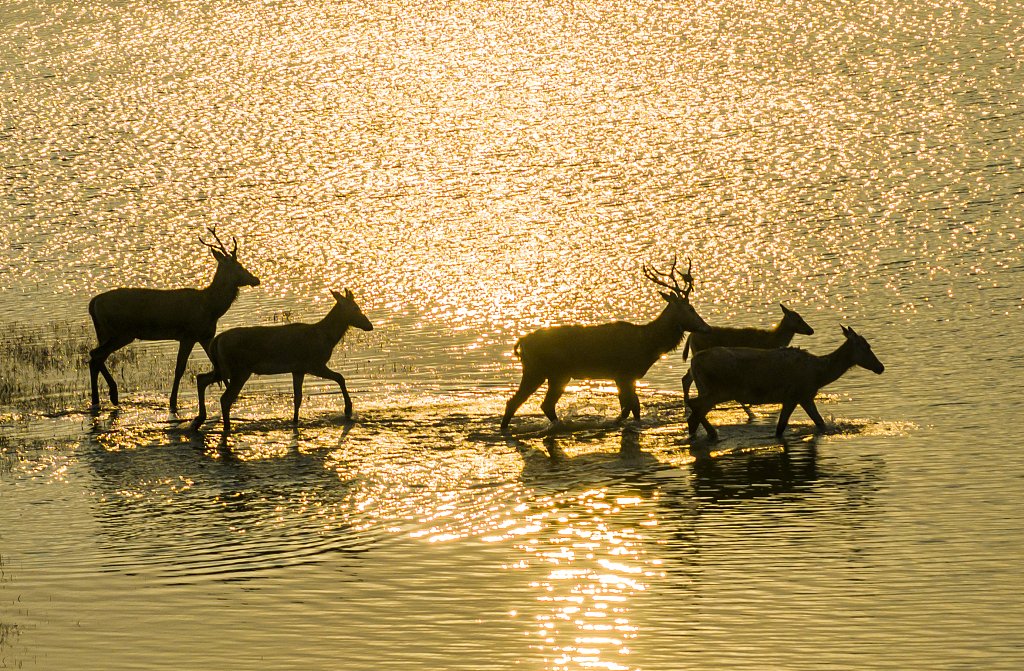 Photos taken on Sunday show herds of milu deer wading, eating and running on wetland at the Dafeng Milu National Nature Reserve in Yancheng City, east China's Jiangsu Province.
